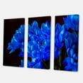 thumbnail image 3 of Blue Chrysanthemum Flowers On Black Backround 28 in x 36 in Photography Canvas Art Print, by Designart, 3 of 3