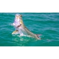 thumbnail image 4 of Tarpon Taper Clear, 4 of 4