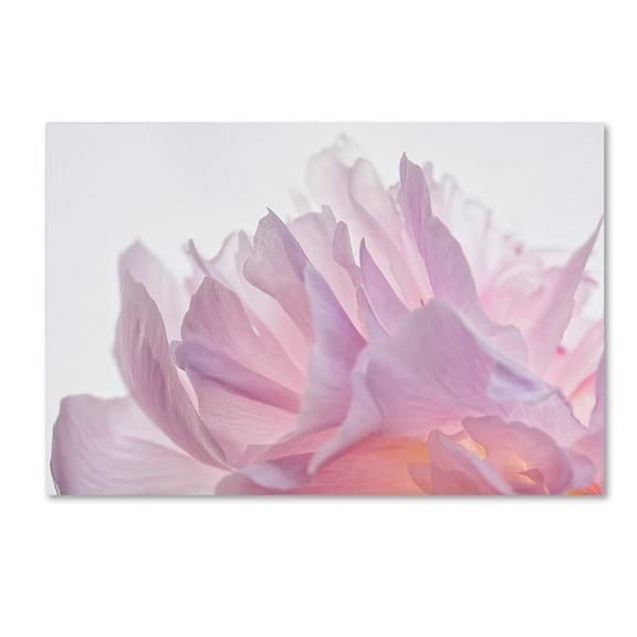 Trademark Fine Art 'Pink Peony Petals VI' Canvas Art by Cora Niele