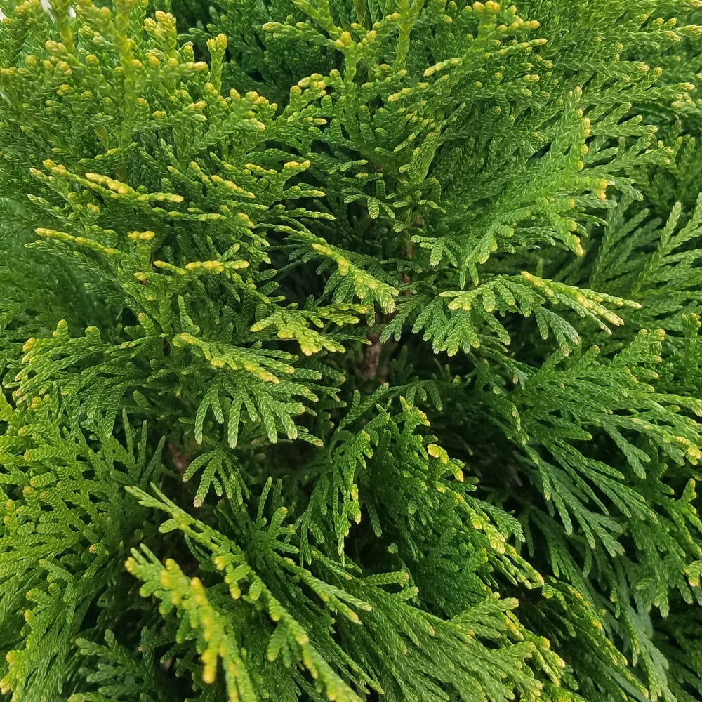 Expert Gardener Live Christmas Tree Emerald Green Arborvitae (2.5 Quart) Evergreen Plant with Decorative Burlap Wrap