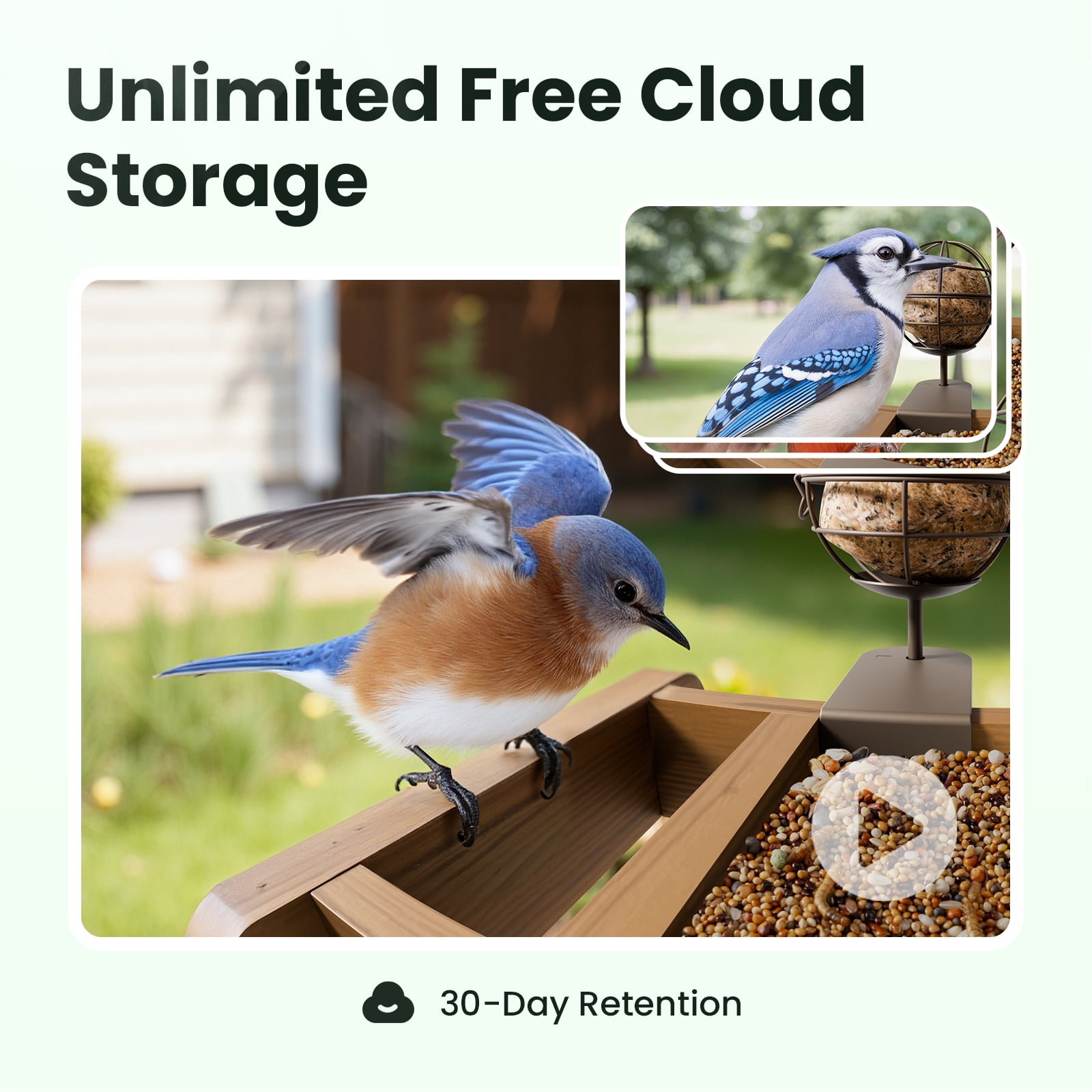 Birdfy Smart Bird Feeder with Camera, 1080P HD Bird Feeder Camera with AI Bird Identification, Solar Powered, Motion Detection & Real-Time Alerts, Suet Ball Holder for Outdoor Birdwatching
