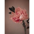 thumbnail image 2 of Crystal Candy Pink Peony Edible Flower Kit, 2 of 2