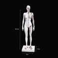 thumbnail image 6 of Human Anatomy Model Female Anatomy Figure Superficial Muscle Anatomy Model Lab Ornament Anatomical Reference for Artists, 6 of 6