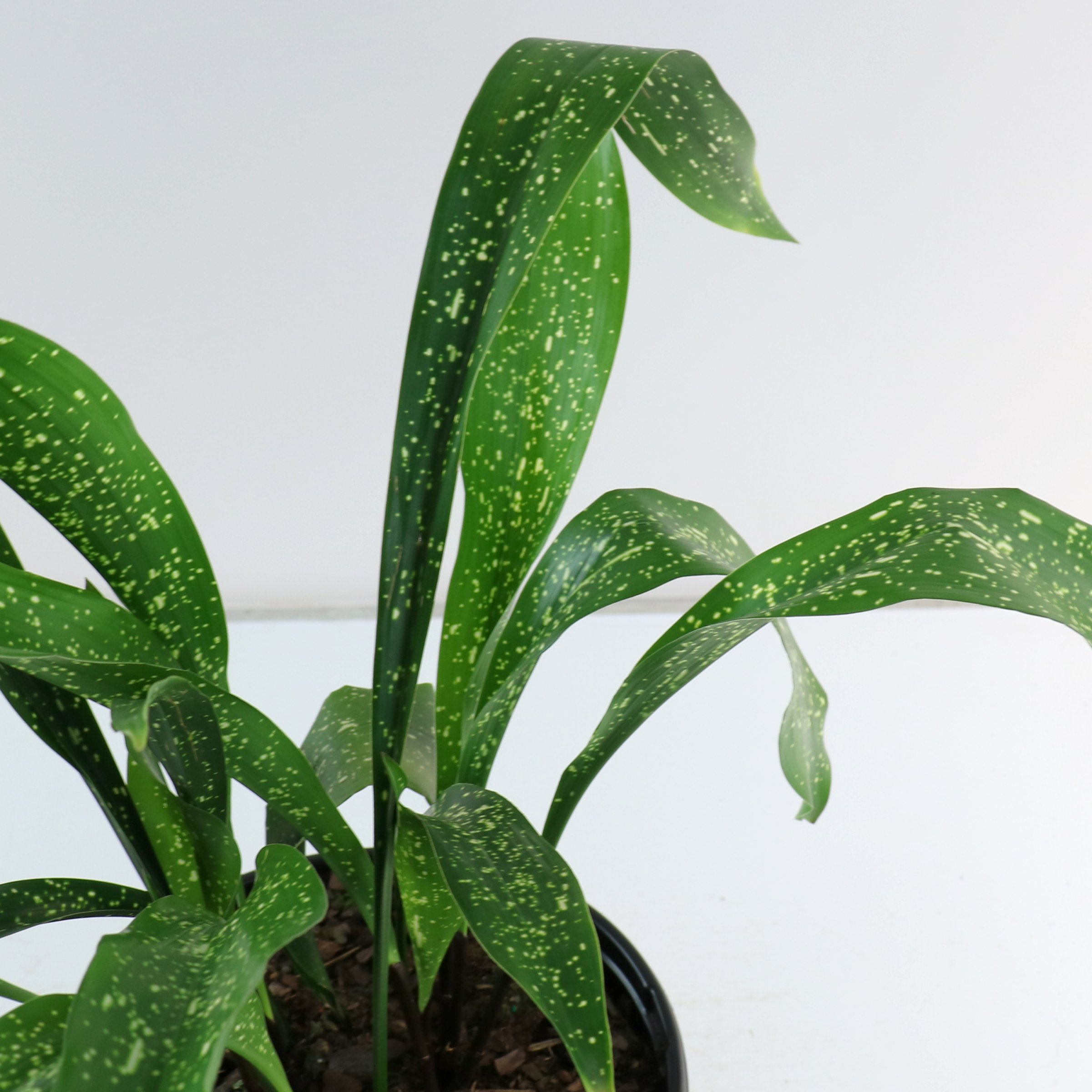 National Plant Network 3 gal. Aspidistra Spek-Tacular Live Plant