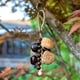 thumbnail image 2 of Campanas de Viento Al Aire Libre, Cuerda Natural Hecha a Mano de Campanas de Mano E Instrumentos de Acompañamiento, Melodías Calmantes de Conchas de Fruta para el Yoga Y la Relajación, 2 of 2