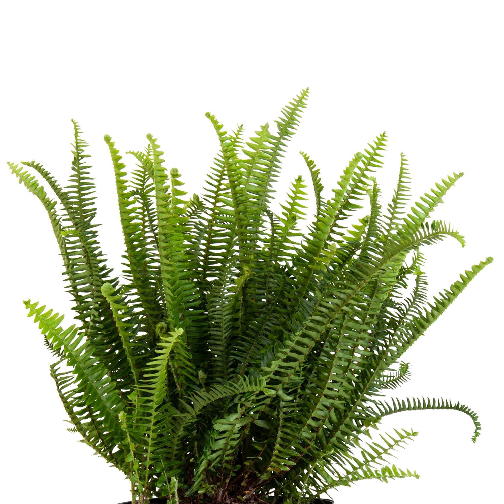 United Nursery Live Kimberly Fern Plant 2-Pack Indoor Green Houseplant 24in Tall in 10in Grower Pot