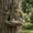 Treeman, variant on Bigfoot Bird Feeder Outdoor Tree Mounted Sasquatch Statue Decor, Weather-Resistant Resin Garden Yard Art with Hidden Hook