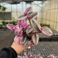 thumbnail image 3 of Live Tradescantia Nanouk Plant - Colorful Foliage - Bright Light - 4" Decorative Pot Cover - Thorsen's Greenhouse, 3 of 5