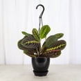 thumbnail image 3 of Live Red Prayer Plant - Pet Safe - 4" Hanging Pot Cover - Thorsen's Greenhouse, 3 of 10