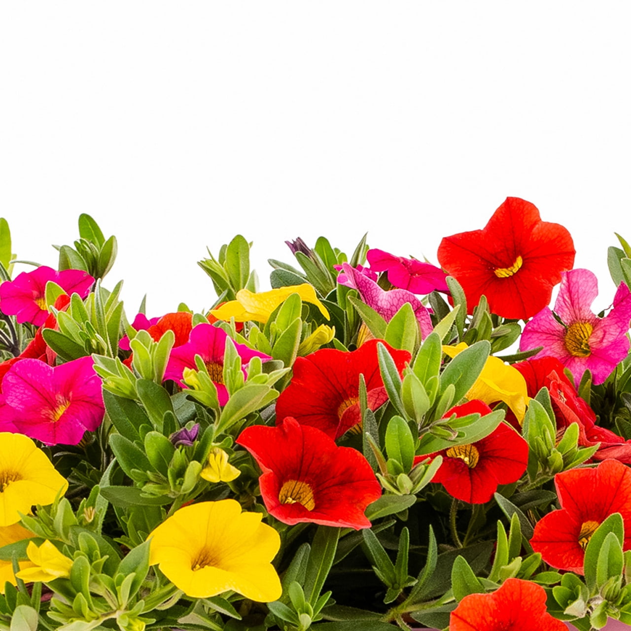 Expert Gardener 3QT Multicolor Calibrachoa Fruit Cocktail Live Annual Plant Decorative Pot Sun