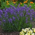 thumbnail image 6 of Proven Winners 5" Purple Sweet Romance Lavender Live Plant in 4.5" Pot (4 Count), 6 of 8