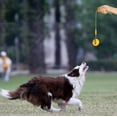 thumbnail image 5 of Dog Ball with Rope, Foam Dog Training Ball, Floating Dog Ball, Small Tug Toy for Large Dog (Big Ball), 5 of 5