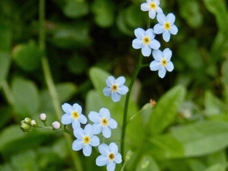 30 Seeds Myosotis scorpioides Water Forget-Me-Not Open-Pollinated Flower Seeds Bee Friendly Attracts Butterflies