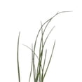 thumbnail image 7 of Proven Winners 4" Medium Chives Chives Live Herb Plant in 4.25" Pot (4 Count), 7 of 7