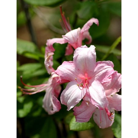 Candy Plant - Deciduous Exbury Azalea Candy Lights - Very Hardy - 2.5