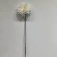 thumbnail image 1 of GERBERA BLANC, 1 of 3