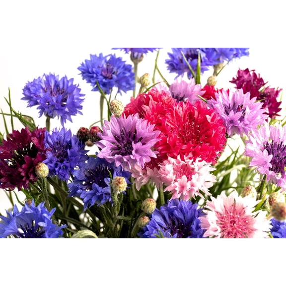 1000 Mixed BACHELORS BUTTON CORNFLOWER Centaurea Seeds