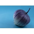 thumbnail image 2 of Purple Chinese Lantern Seeds for Planting - 50 Seeds - Exotic Garden Seeds - Ships from Iowa, USA, 2 of 4