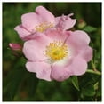 thumbnail image 3 of Everwilde Farms - 30 Pasture Rose Native Wildflower Seeds - Gold Vault Seed Packet, 3 of 4