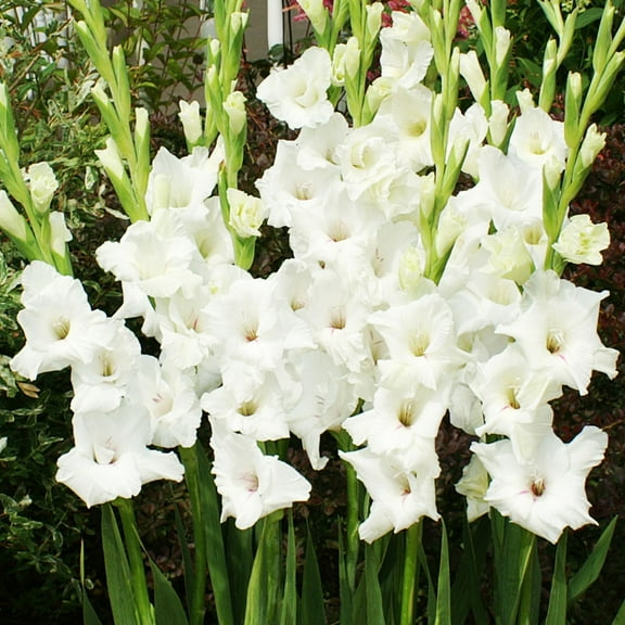 White Prosperity Gladiolus Flower Bulbs - 10 Bulbs per Pack - Attracts Butterflies and Hummingbirds - Deer Resistant - Good as Cut Flowers - Easy to Grow Live Plants - Outdoor Garden
