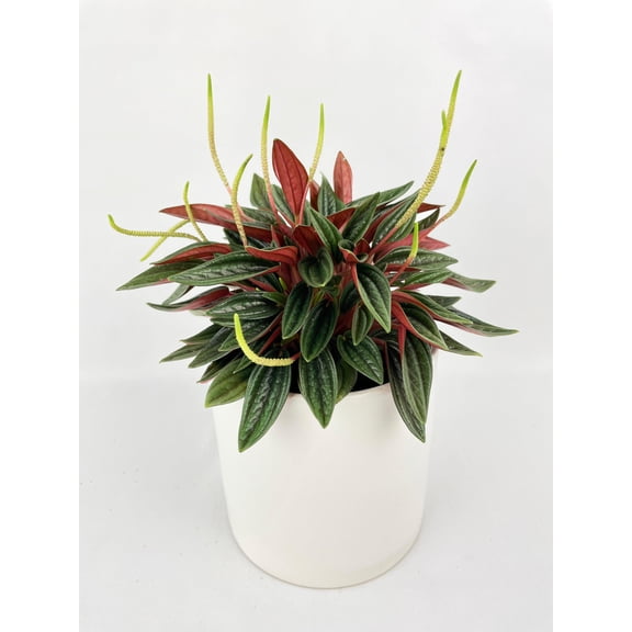 Peperomia Rosso - Live Air-Purifying Indoor Plant in Nursery Pot – Easy Care, Low Maintenance Houseplant for Home & Office Decor, Natural Air Cleaner, Best for Beginners (4"Pot)