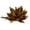 Aspen Gold, variant on Vickerman 6" White Wash Star Pod, 1 piece, Dried