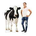 thumbnail image 3 of Advanced Graphics Life Size Cow Cardboard Stand-Up, 5ft, 3 of 5