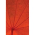 thumbnail image 2 of Vitaly Geyman 13x18 White Modern Wood Framed Wall Art Titled - Leaf Romance I, 2 of 5