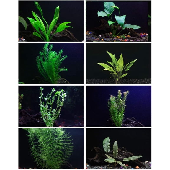 30  Stems - 8 Species - - Anacharis, Amazon, Rotala, Ludwigia and More!