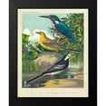 thumbnail image 2 of Cassell 15x18 Black Modern Framed Museum Art Print Titled - King-fisher and Wagtails, 2 of 5