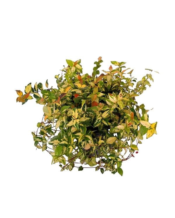 Summer Sunset Jasmine I 1 Large Gallon Size Plant I Trachelospermum Asiaticum I Live Radiant Orange-Red Flowers for Full Sun Gardens, Drought-Tolerant, Vibrant Blooms