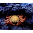 thumbnail image 2 of Zuckerman, Jim 23x20 White Modern Wood Framed Museum Art Print Titled - Ecuador, Galapagos Sally lightfoot crab, 2 of 4