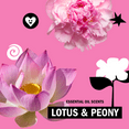 thumbnail image 6 of Molly's Suds Laundry Detergent Powder | Gentle for Sensitive Skin | Earth-Derived Ingredients | 120 Loads (Lotus & Peony), 6 of 7