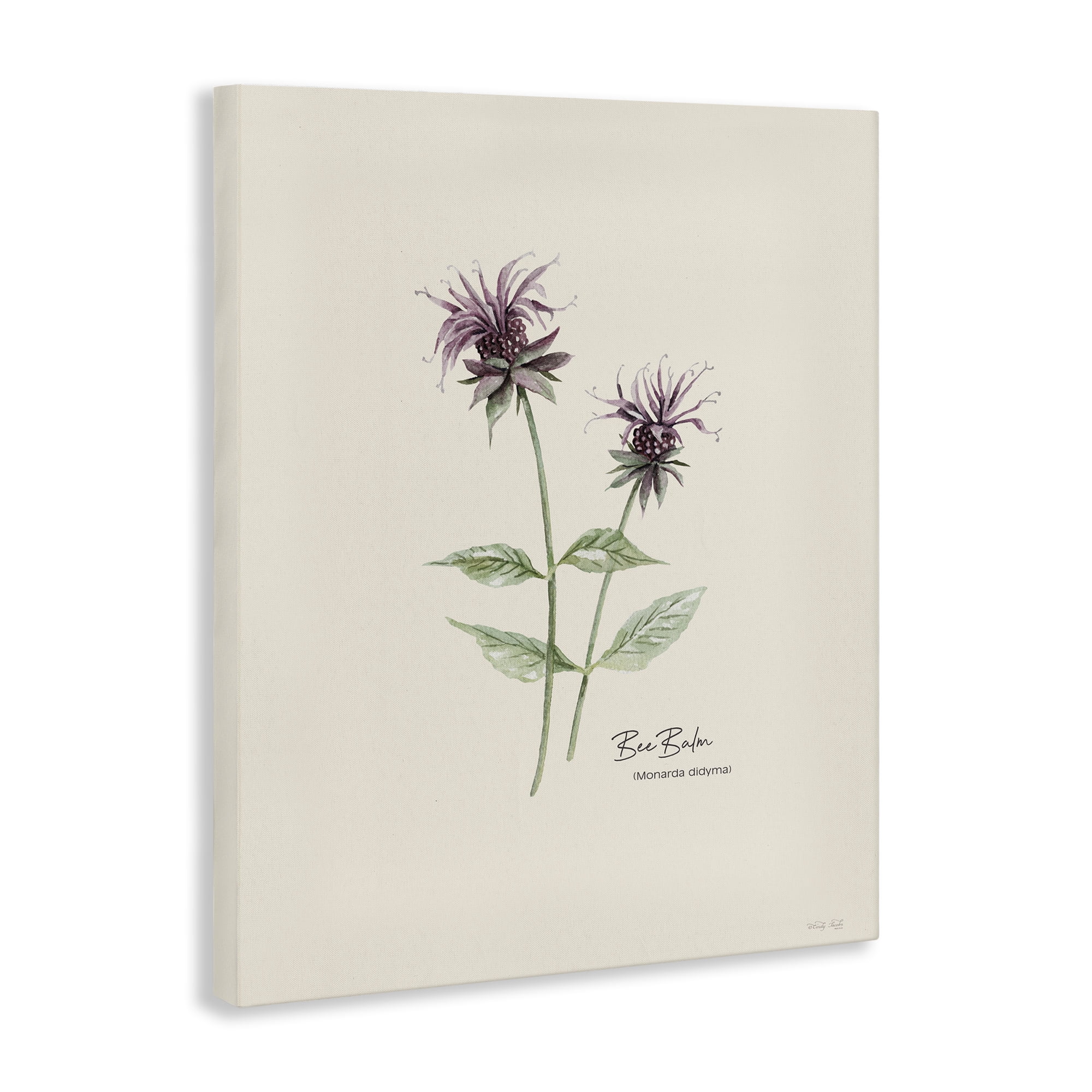 Stupell Industries Bee Balm Herb Botanical & Floral Painting Gallery Wrapped Canvas Art Print Wall Art, 16 x 20