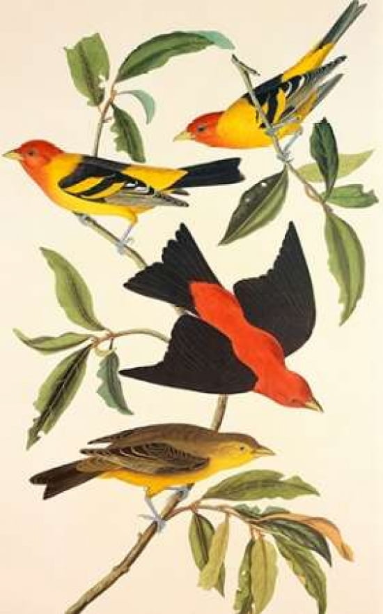 Louisiana Tanager S