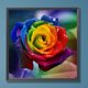 thumbnail image 1 of Cuadros Decorativos Kit de pintura por números DIY rosas aceite arte imagen artesanía hogar pared decoración (H1843) Wdftyju de costura negro 4 estilos, 1 of 8