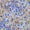 INDIGO/CORAL/LIME, variant on Challis Rayon Printed Chambray Fluer, Floral Fabric, Dress Fabric (INDIGO/CORAL/LIME, ByYard)