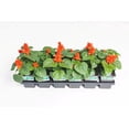 thumbnail image 3 of Expert Gardener Mojave Red Salvia Annual Live Plant, 3 of 6