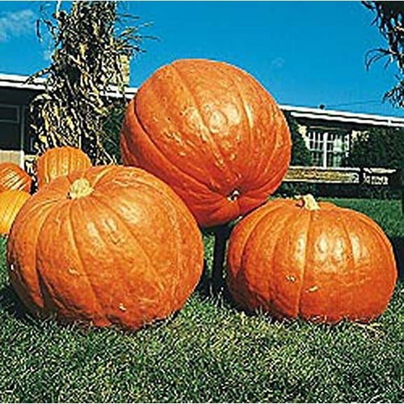 Pumpkin Big MAX Great Heirloom Vegetable by Seed Kingdom Bulk 5 Lb Seeds