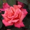 thumbnail image 5 of Heirloom Roses - Honeysweet Hardy Rose Bush - Live Orange Rose Bushes, 5 of 9