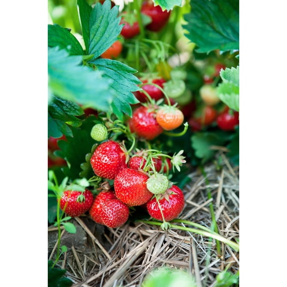 Van Zyverden Ever Bearing Strawberries Ever Sweet Set of 20 Plant Roots Red Full Sun Edible 1 lb