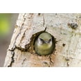 thumbnail image 2 of Jaynes Gallery 24x17 White Modern Wood Framed Museum Art Print Titled - Colorado-Rock Mountain National Park Violet-green swallow at nest hole in tree, 2 of 4