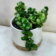 thumbnail image 4 of American Plant Exchange Hoya Compacta Hindu Rope in 6" Pot, Live Flowering Wax Plant, Exotic Indoor Houseplant, 4 of 6