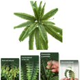 thumbnail image 7 of QDXFX 2Pcs Simulated Plants UV Resistant Artificial Ferns Realistic Greenery No Maintenance Indoor Outdoor Decor,2pcs M, 7 of 7