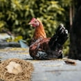 thumbnail image 4 of COSMOBETTY 1Jgo Paja Para De Gallinas Confortables Y Limpieza Fácil En Gallineros, 4 of 6
