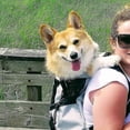 thumbnail image 3 of Pet Backpack Breathable Pet Dog Carrier Bag For Large Dogs Bulldog Backpack Adjustable Travel BagsM, 3 of 5