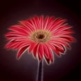 thumbnail image 2 of Frank, Assaf 26x26 White Modern Wood Framed Museum Art Print Titled - AF20110820 Gerbera 023C03P2P, 2 of 4