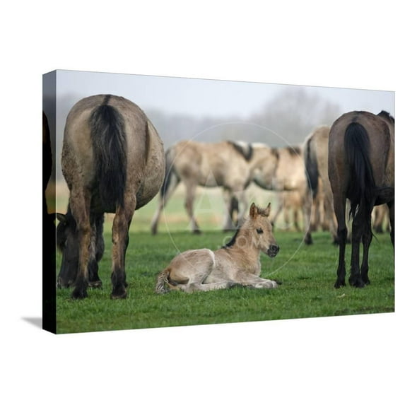 Dulmen Pony, Foals, Animals Stretched Canvas Wall Art by Ronald Wittek Sold by Art.Com