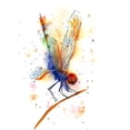 thumbnail image 2 of Shefranov, Olga 20x24 Black Ornate Wood Framed with Double Matting Museum Art Print Titled - Dragonfly II, 2 of 4