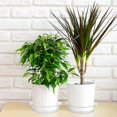 thumbnail image 3 of 50PCS 6 inch Flower Pot Tray Plastic Flower Plant Pot Saucer for Indoor Outdoor, 3 of 3